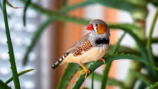 bhot achay pair ha mara pass zabara finch ka