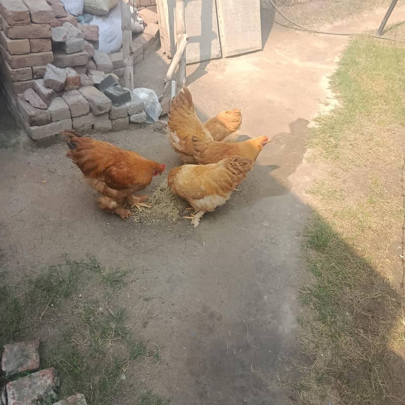 Golden buff 0