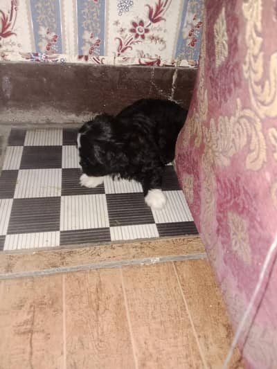 1 month Chinese breed dog