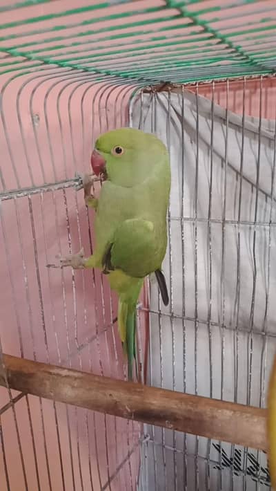 ring neck jangli femele for sale first breed wali hai