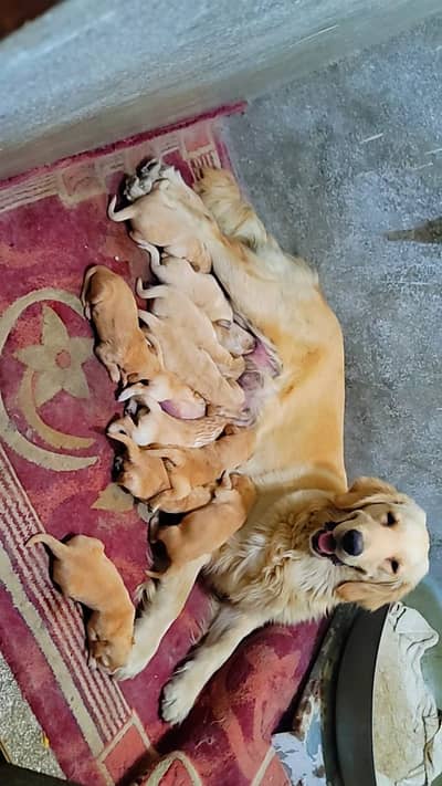 Golden Retriever puppy |  Retriever female  puppy | male  puppy  for