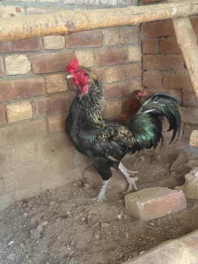 Aseel breeder