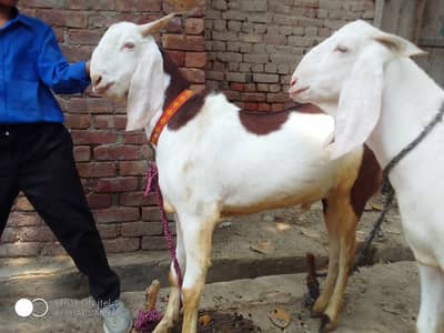2 dant khasi bakry ablak or rajanpuri