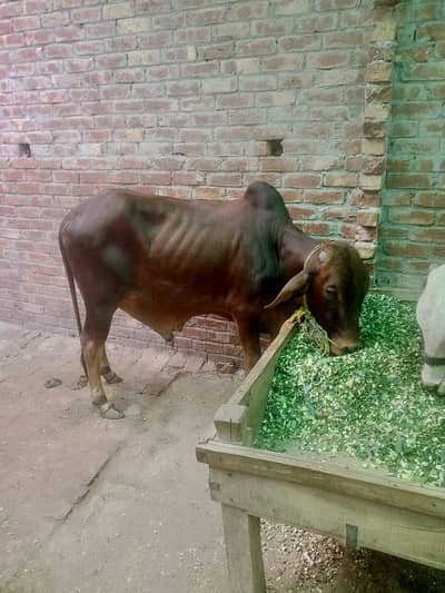 Sahiwal Bachra | Cow | Bull | Qurbani bull | 2 Dant Bachra | Desi