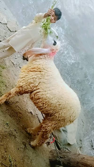 Qurbani k liya Chatray available han