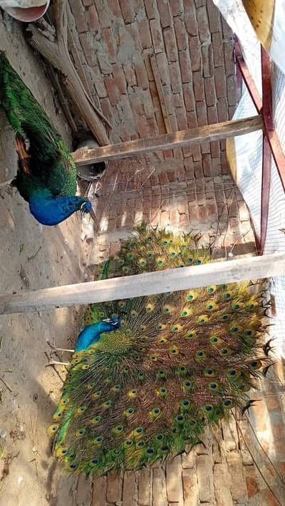 2 Rare Black Shoulder Male Peacocks & White Peahen for Sale 