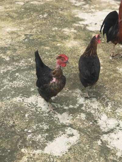 3 hens + rooster