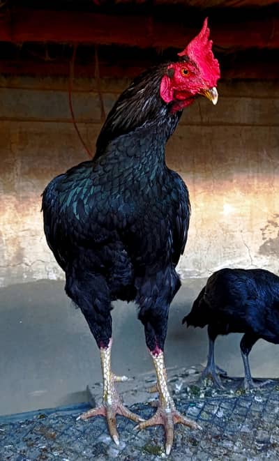 Lassani bengam breeder Pair