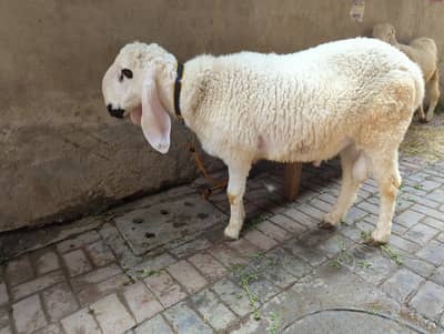 sheep sale for qurbani