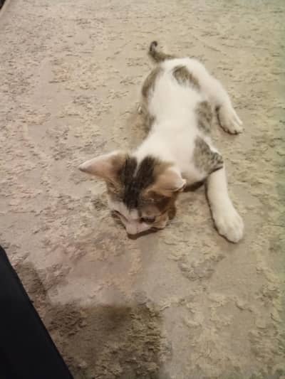 kitten for sale