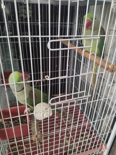 kashmiri Raw parrot pair healthy and active hay
