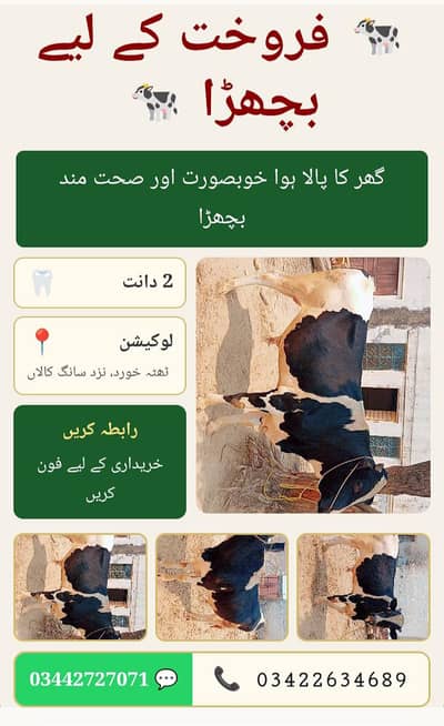 Bachra for sale