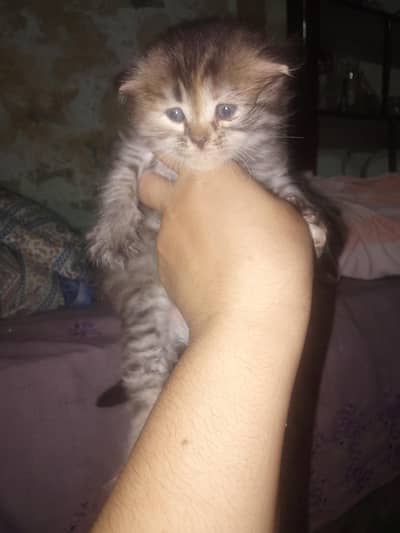 cat sale