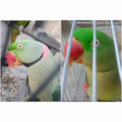 Mature Pair of Raw, kashmiri Parrots 