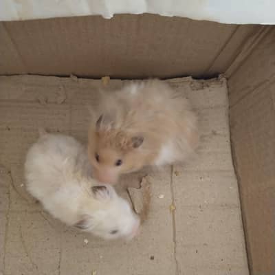 male hamsters for sale