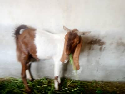 brown and white color goat male