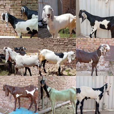 Qurbani Ka Bakra
