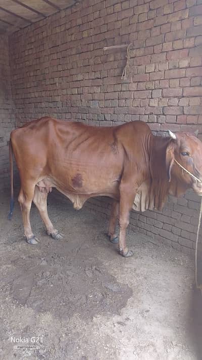 Cow for Qurbani