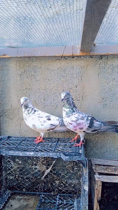 Patti wale Madi hai or nar Kabali hai