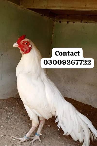 Aseel Heera chicks