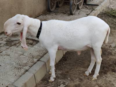 pure larkana sheep 2 dant