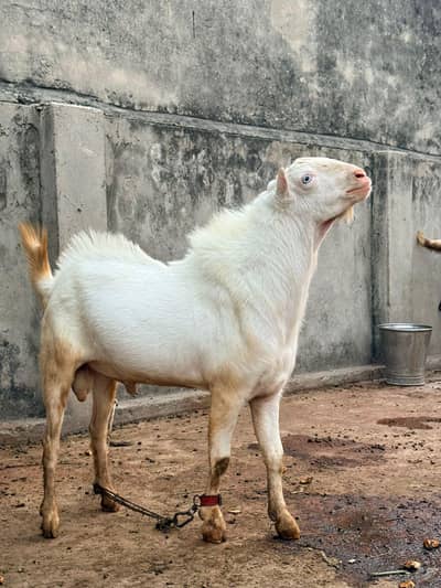Gulabi Teda