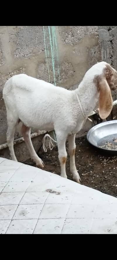 for sell dumbe