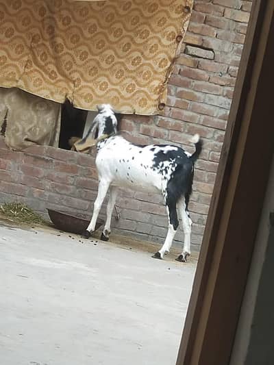 Doghla Bakra For Sale in Faisalabad | Qurbani Bakra