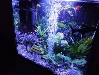 AQUARIUM CONDITOIN 10/10 LLOCATION/ GARDEN EAST KARACHI FLYN STREET