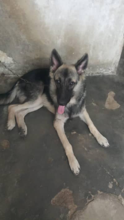 1 German Shepherd Dog for sell