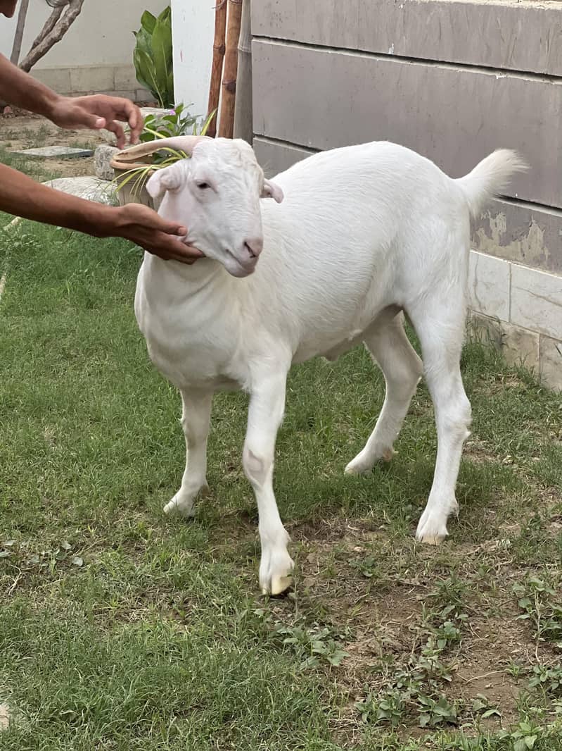 Teddy Bakra 1