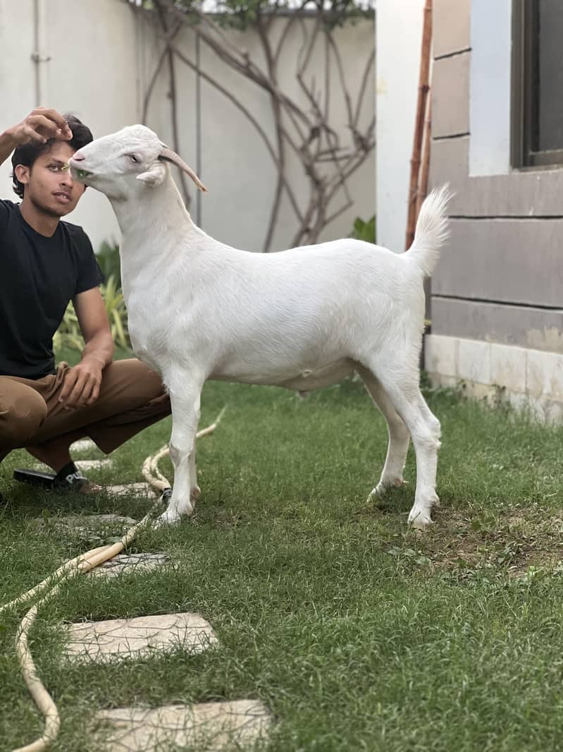 Teddy Bakra 3