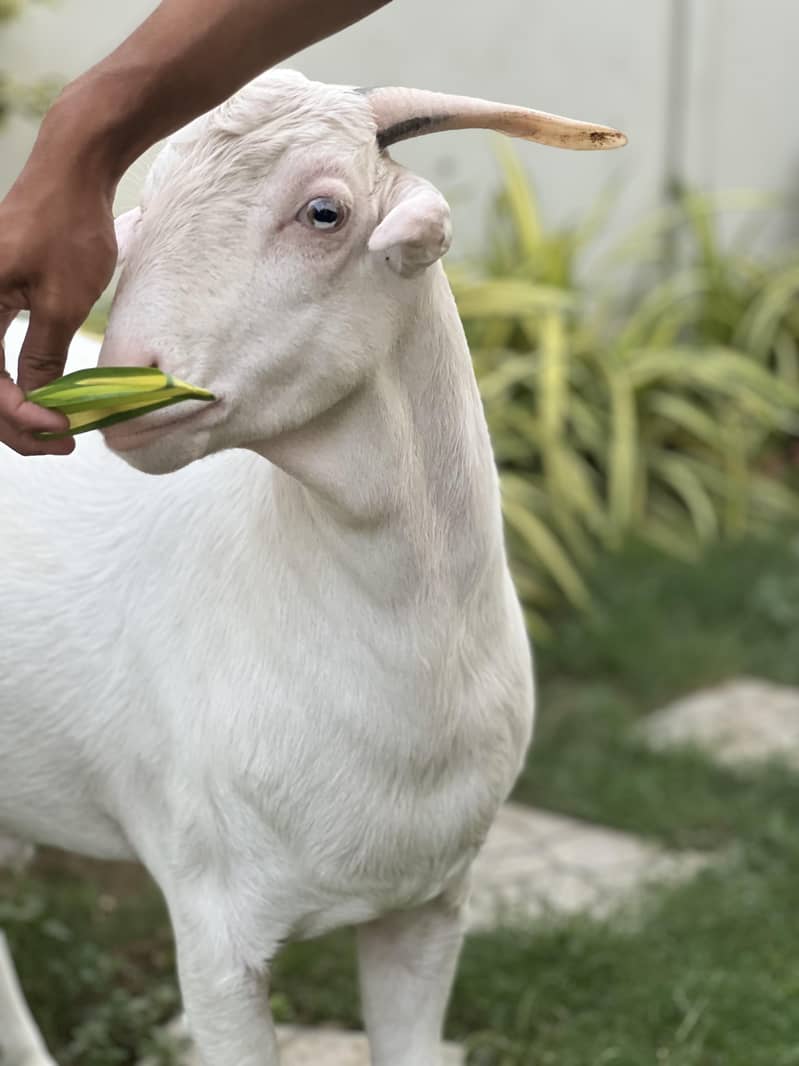 Teddy Bakra 4