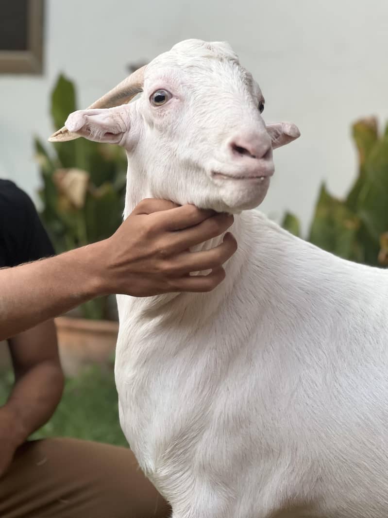 Teddy Bakra 7