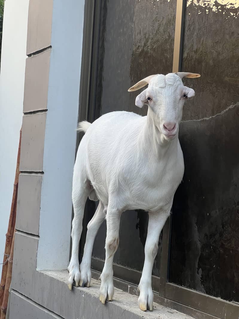 Teddy Bakra 8