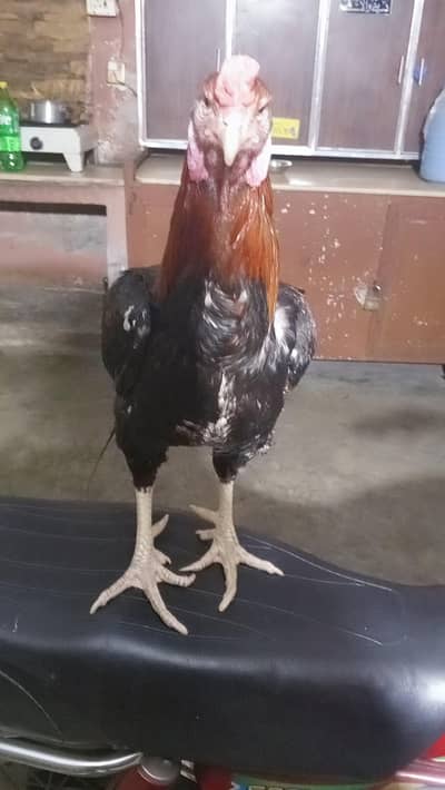 Asil Murga For Sale