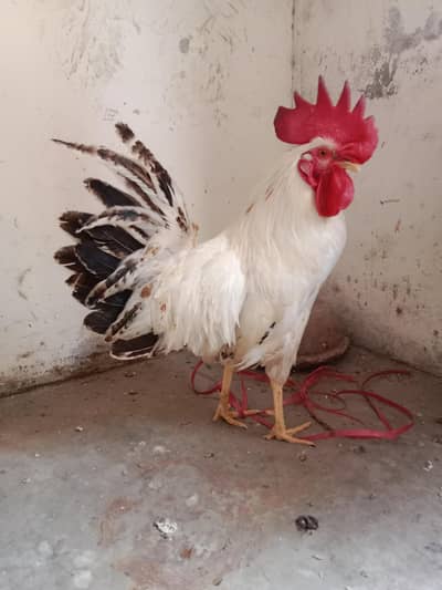 1750×2=3500 . total 2 murge . watsap contact number 03330031118.