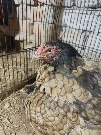 murgi for sale
