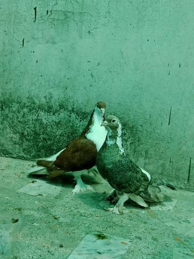 sherazi breeder pair