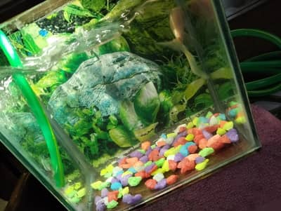 aquarium 