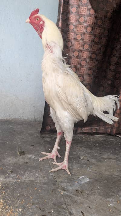 aseel Heera pair for sale