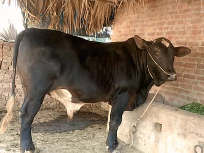 Ghar ki shampal hai