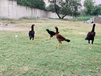 Aseel Mianwali Pathy for sale