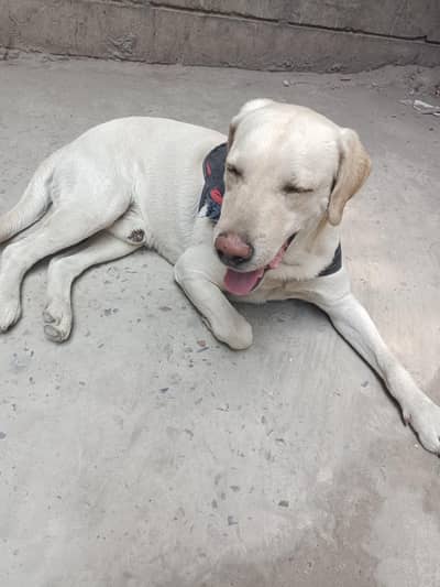 Labrador | Labra Male | Labrador Dog | Dog For Sale