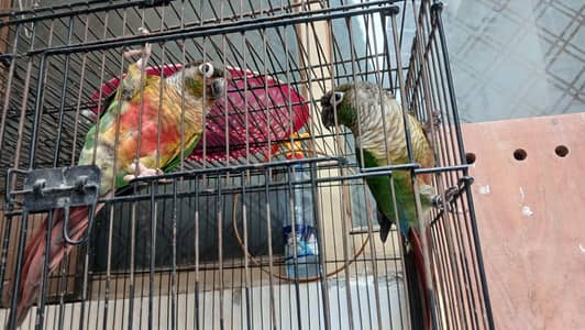 conure pair and love birds