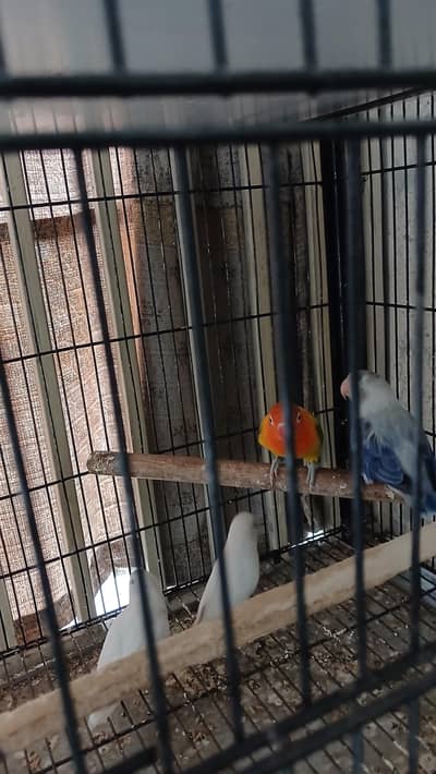 love birds