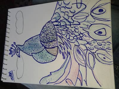 peacock