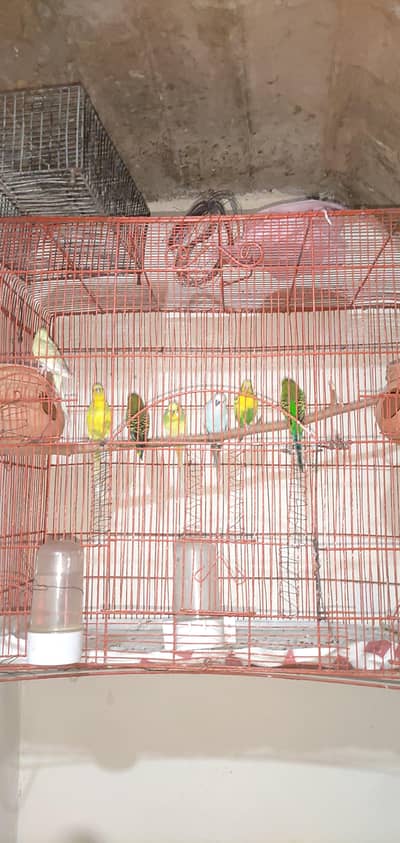 Australian Budgies Parrot  Exchange Possible Other Birds