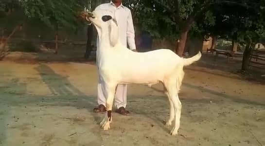 gulabi Bakra for sale 03481743426