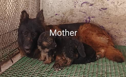 German Shepherd Quality pupps available